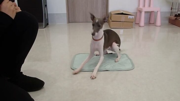 犬の幼稚園 ZITANくんとトレーニング