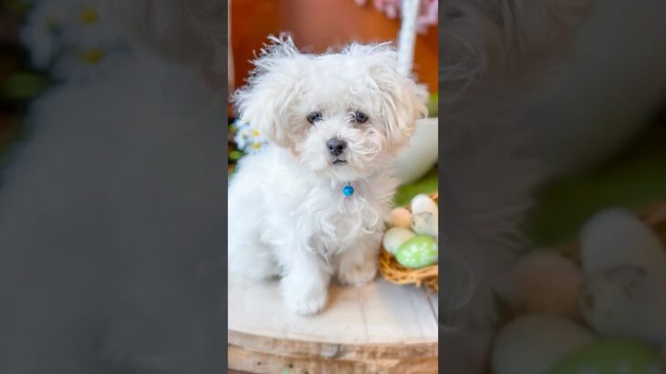 【#apt 】あーぱつあぱつを歌うわんこさん達【#かわいい犬 】