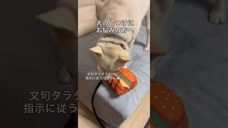 ココさんのしつけについて。赤木先生ありがとう！#dog #犬 #犬のしつけ #犬トレーニング #ココさん #親バカ