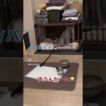 文句言いながらも先生の言う事は守る犬！ #犬 #トレーニング #しつけ #dog