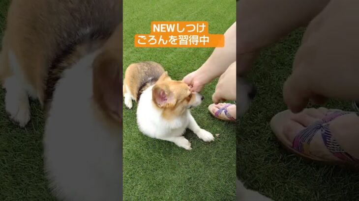 新たなしつけ習得中＃犬＃dog＃コーギー＃みみたれコーギー＃可愛い＃癒し＃犬のいる生活＃犬のいる暮らし＃犬好きさんと繋がりたい＃わんチューバー