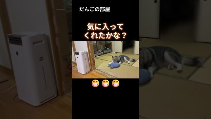 おさがり。　#だんごの部屋 #子犬 #dog  #alaskan #Malamute #puppy #asmr #しつけ #トレーニング #大型犬のいる生活