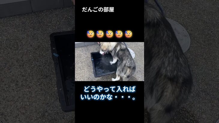 プール遊び。　　#だんごの部屋 #子犬 #dog  #alaskan #Malamute #puppy #asmr #しつけ #トレーニング #大型犬のいる生活