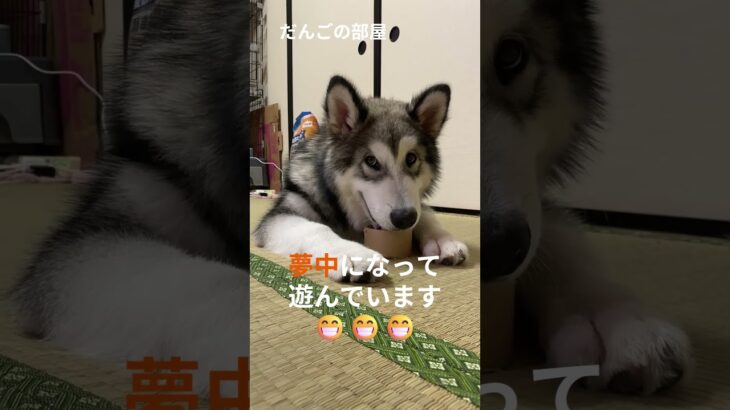 いたずら。　#だんごの部屋 #子犬 #dog  #alaskan #Malamute #puppy #asmr #しつけ #トレーニング #大型犬のいる生活 #いたずら