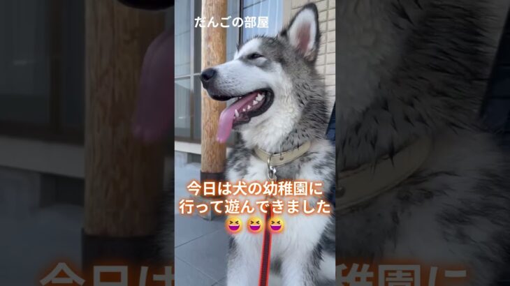 夕涼み。　#だんごの部屋 #子犬 #dog  #alaskan #Malamute #puppy #asmr #しつけ #トレーニング #大型犬のいる生活