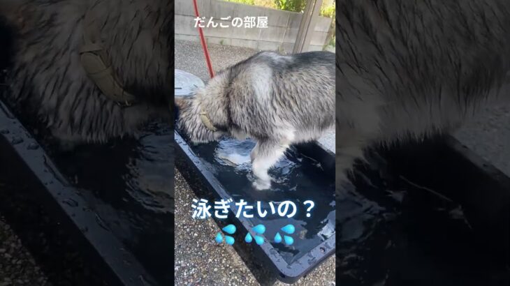 犬かき？　#だんごの部屋 #子犬 #dog  #alaskan #Malamute #puppy #asmr #しつけ #トレーニング #大型犬のいる生活
