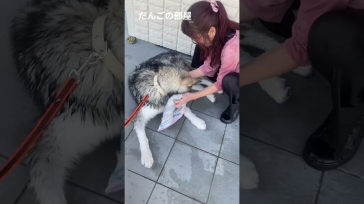 拭き拭き。　#だんごの部屋 #子犬 #dog  #alaskan #Malamute #puppy #asmr #しつけ #トレーニング #大型犬のいる生活