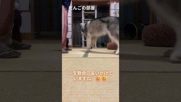 羽根。　#だんごの部屋 #子犬 #dog  #alaskan #Malamute #puppy #asmr #しつけ #トレーニング #大型犬のいる生活