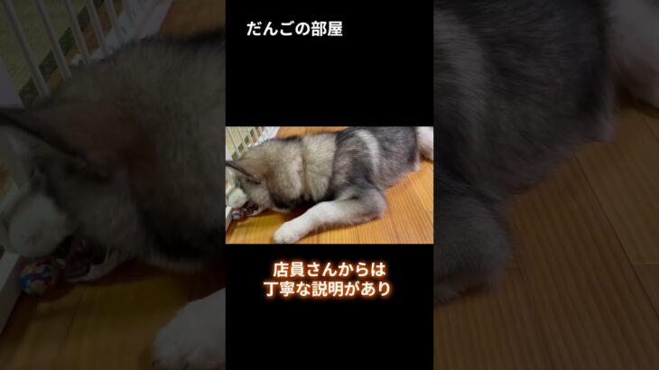 お買い物。　#だんごの部屋 #子犬 #dog  #alaskan #Malamute #puppy #asmr #しつけ #トレーニング #大型犬のいる生活