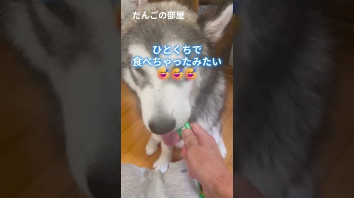 ご褒美。　#だんごの部屋 #子犬 #dog  #alaskan #Malamute #puppy #asmr #しつけ #トレーニング #大型犬のいる生活
