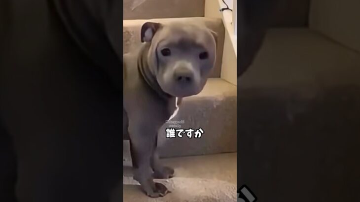 【素直でよろしい】#いぬ #犬 #しつけ #dog #shorts #comedy #かわいい