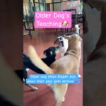 子犬のケンカを止めてくれるお姉ちゃん犬💕#いぬ #犬のしつけ #ペット#犬のいる暮らし #アンティーク #dogshorts #shorts #antique #ショート #pets #puppy
