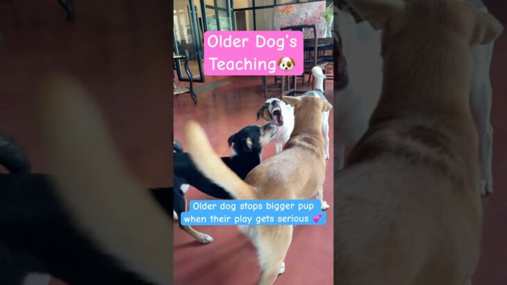 子犬のケンカを止めてくれるお姉ちゃん犬💕#いぬ #犬のしつけ #ペット#犬のいる暮らし #アンティーク #dogshorts #shorts #antique #ショート #pets #puppy
