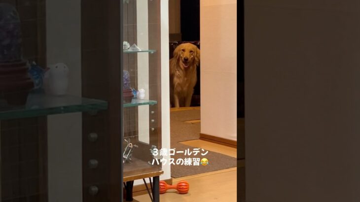 「もういい？」の顔がだいすき😂#犬と猫 #いぬとねこ #ゴールデンレトリバー #goldenretriever #ゴールデンレトリバーのいる生活 #ハウス #大型犬 #しつけ
