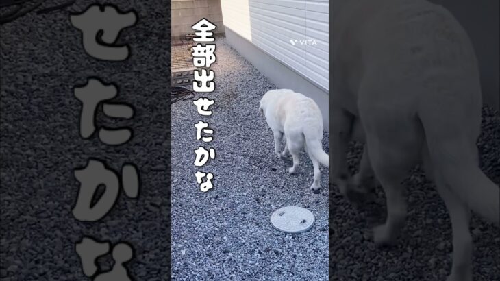 #大型犬のいる生活 #癒し #labradorretriever #dog #かわいい犬 #大型犬 #犬動画 #しつけ