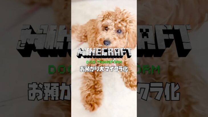 【お預かり犬 マインクラフト化】トイプードル チワワ minecraft dog transform  #minecraftshorts #チワワ