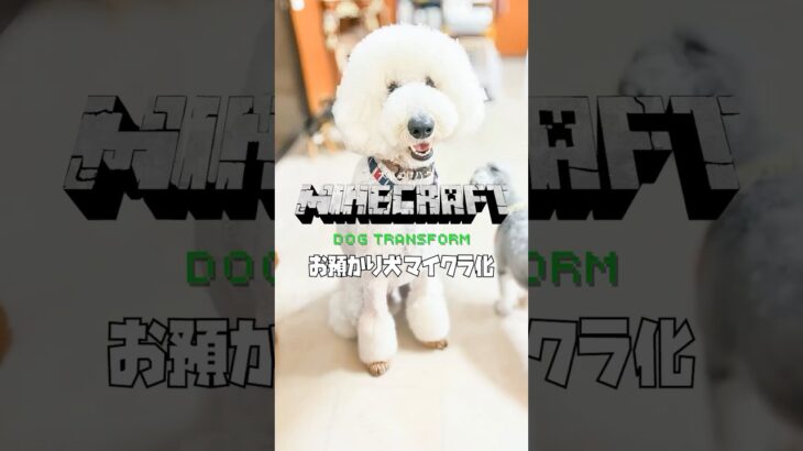【お預かり犬 マインクラフト化】スタンダードプードル ウエストハイランドホワイトテリア チワワ 柴犬 minecraft dog transform  #minecraftshorts