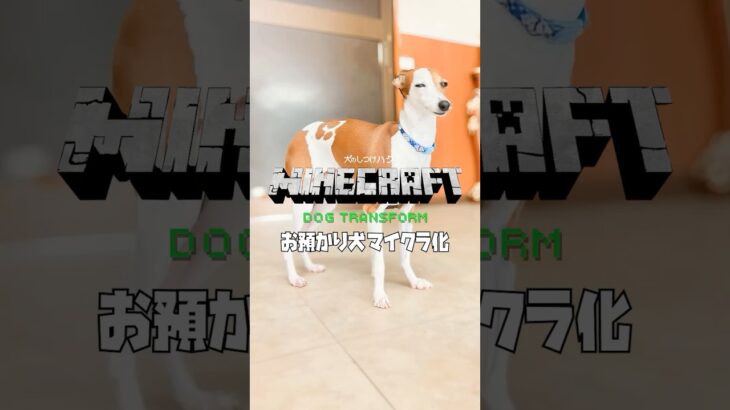 【お預かり犬 マインクラフト化】イタリアングレーハウンド ポメラニアン ミニチュアシュナウザー 柴犬 minecraft dog transform  #minecraftshorts