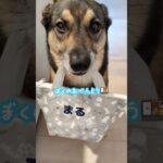 忘れ物ないかな?🤭#保護犬 #雑種犬 #雑種 #犬の幼稚園 #犬のしつけ #ドッグスクール #mongrel #mongreldog #rescuedog #dogschool #dogshorts