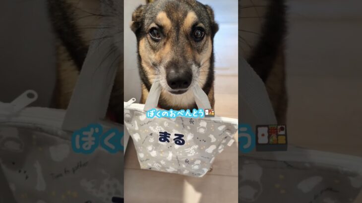 忘れ物ないかな?🤭#保護犬 #雑種犬 #雑種 #犬の幼稚園 #犬のしつけ #ドッグスクール #mongrel #mongreldog #rescuedog #dogschool #dogshorts