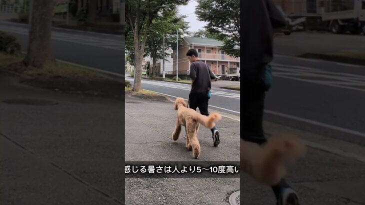 炎天下のお散歩は危険 #ドッグトレーニング #愛犬 #大型犬のいる生活 #ドッグトレーナー #トイプードル #pets  #ゴールデンレトリバー #犬しつけ #お散歩