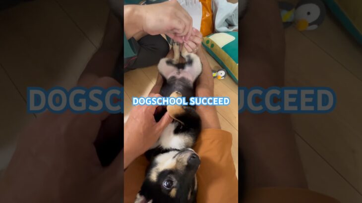 ドッグスクールサクシード☆柴犬わさびくんのパピートレーニング、爪切りレッスンです。 #ドッグスクール #柴犬 #湘南 #癒し #犬 #puppy #散歩 #かわいい #爪切り #しつけ教室