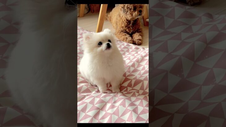 【しつけ】【仔犬】ポメペキ仔犬にお手と伏せをさせてみた結果【癒し】【修行中】#ミックス犬 #puppy #ポメラニアン #ペキニーズ #ポメペキ #しつけ