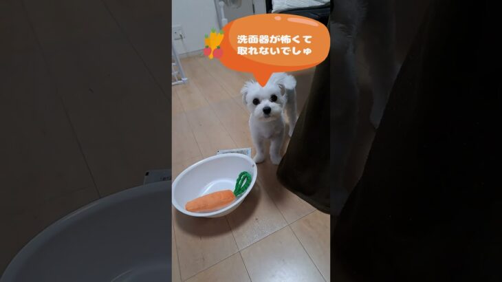 おもちゃが取れないマルチーズ子犬 #シニア #puppy #マルチーズ #赤ちゃん #ふせ #犬のいる生活 #かわいい #しつけ #子犬#性格＃吠える＃噛む＃咥える＃おもちゃ