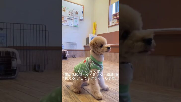 お家でしつけに取り組んでも、犬のしつけ教室に通っても、言うことを聞いてくれないのには理由があります。その理由がわかれば改善するものです。　#short #犬のしつけ #犬のしつけ教室