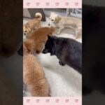 ＃犬のようちえん　＃犬のほいくえん　＃犬お泊りトレーニング　　#子犬しつけ  #しつけ教室 　#スキッパーキ　＃犬のしつけ　#shorts 　#パピートレーニング