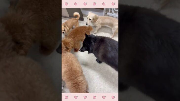 ＃犬のようちえん　＃犬のほいくえん　＃犬お泊りトレーニング　　#子犬しつけ  #しつけ教室 　#スキッパーキ　＃犬のしつけ　#shorts 　#パピートレーニング