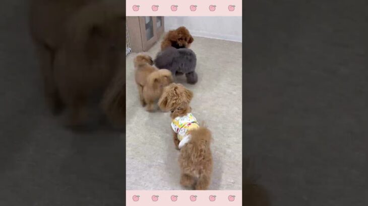 ＃犬のようちえん　＃犬のほいくえん　＃犬お泊りトレーニング　　#子犬しつけ  #しつけ教室 　#トイプードル 　＃犬のしつけ　#shorts 　#パピートレーニング