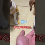 「しつけ中でも全力！ジャックのタッチ練習」#ジャックラッセルテリア #しつけ #可愛い #犬のいる生活 #shorts #おやつ