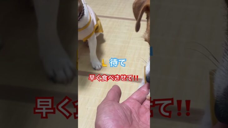 「しつけ中でも全力！ジャックのタッチ練習」#ジャックラッセルテリア #しつけ #可愛い #犬のいる生活 #shorts #おやつ
