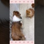 ＃犬のようちえん　＃犬のほいくえん　＃犬お泊りトレーニング　　#子犬しつけ  #しつけ教室 　#シェルティー  　＃犬のしつけ　#shorts 　#パピートレーニング