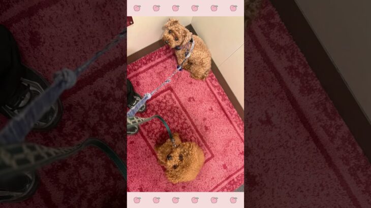 ＃犬のようちえん　＃犬のほいくえん　＃犬お泊りトレーニング　　#子犬しつけ  #しつけ教室 　#トイプードル  　＃犬のしつけ　#shorts 　#パピートレーニング
