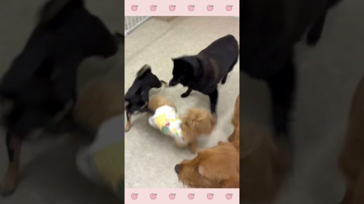 ＃犬のようちえん　＃犬のほいくえん　＃犬お泊りトレーニング　　#子犬しつけ  #しつけ教室 　#スキッパーキ   　＃犬のしつけ　#shorts 　#パピートレーニング