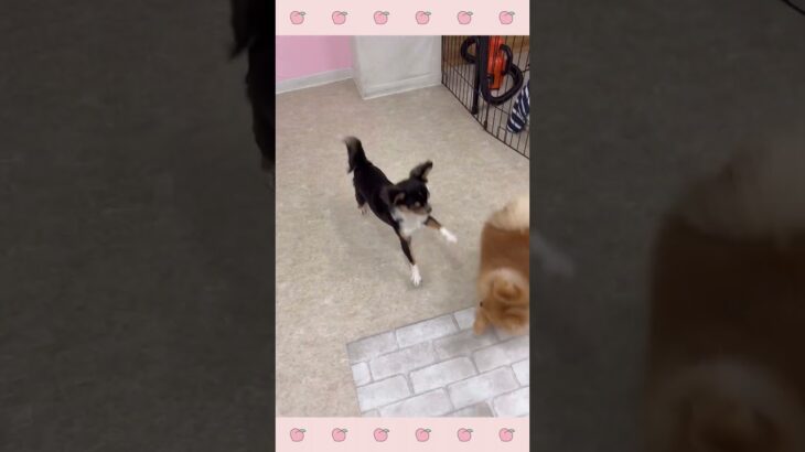 ＃犬のようちえん　＃犬のほいくえん　＃犬お泊りトレーニング　　#子犬しつけ  #しつけ教室 　#チワワ  　＃犬のしつけ　#shorts 　#パピートレーニング