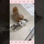 ＃犬のようちえん　＃犬のほいくえん　＃犬お泊りトレーニング　　#子犬しつけ  #しつけ教室 　#チワワ　＃犬のしつけ　#shorts 　#パピートレーニング