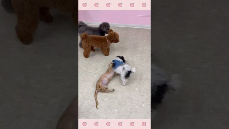 ＃犬のようちえん　＃犬のほいくえん　＃犬お泊りトレーニング　　#子犬しつけ  #しつけ教室 　#ダックス 　＃犬のしつけ　#shorts 　#パピートレーニング