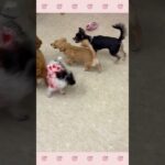 ＃犬のようちえん　＃犬のほいくえん　＃犬お泊りトレーニング　　#子犬しつけ  #しつけ教室 　#チワワ 　＃犬のしつけ　#shorts 　#パピートレーニング