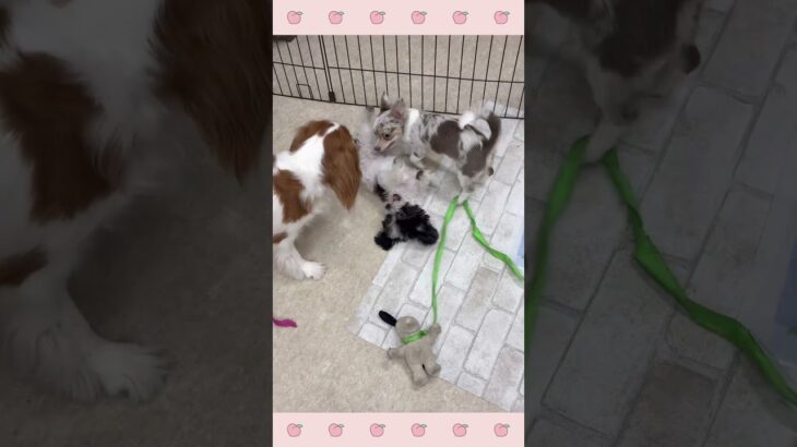 ＃犬のようちえん　＃犬のほいくえん　＃犬お泊りトレーニング　　#子犬しつけ  #しつけ教室 　#チワワ  　＃犬のしつけ　#shorts 　#パピートレーニング
