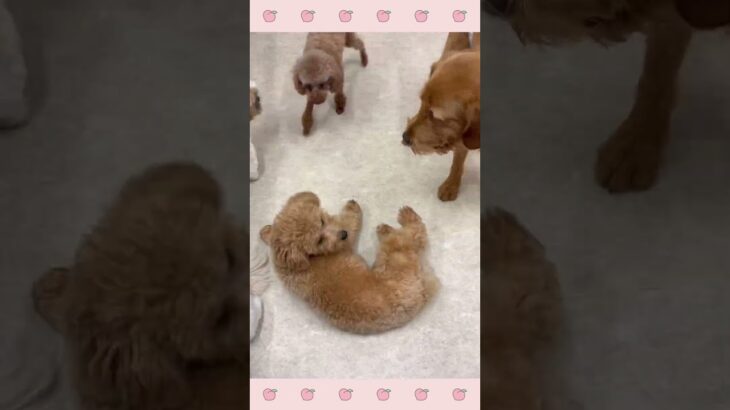 ＃犬のようちえん　＃犬のほいくえん　＃犬お泊りトレーニング　　#子犬しつけ  #しつけ教室 　#ビショプー  　＃犬のしつけ　#shorts 　#パピートレーニング