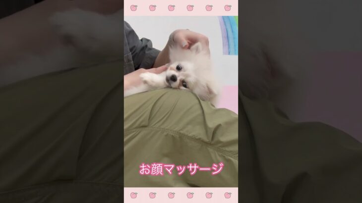 ＃犬のようちえん　＃犬のほいくえん　＃犬お泊りトレーニング　　#子犬しつけ  #しつけ教室 　#ポメラニアン　＃犬のしつけ　#shorts 　#パピートレーニング
