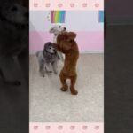 ＃犬のようちえん　＃犬のほいくえん　＃犬お泊りトレーニング　　#子犬しつけ  #しつけ教室 　#プードル　＃犬のしつけ　#shorts 　#パピートレーニング