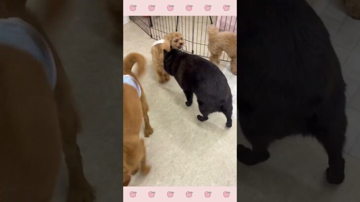 ＃犬のようちえん　＃犬のほいくえん　＃犬お泊りトレーニング　　#子犬しつけ  #しつけ教室 　#スキッパーキ　＃犬のしつけ　#shorts 　#パピートレーニング