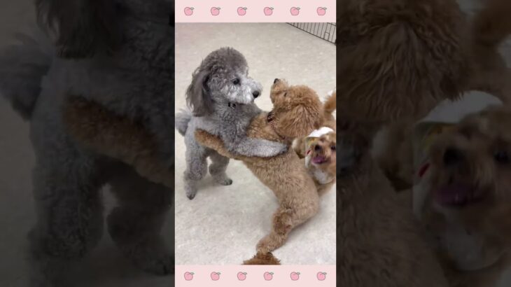 ＃犬のようちえん　＃犬のほいくえん　＃犬お泊りトレーニング　　#子犬しつけ  #しつけ教室 　#ペキプー　＃犬のしつけ　#shorts 　#パピートレーニング