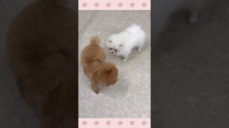 ＃犬のようちえん　＃犬のほいくえん　＃犬お泊りトレーニング　　#子犬しつけ  #しつけ教室 　#ポメラニアン 　＃犬のしつけ　#shorts 　#パピートレーニング