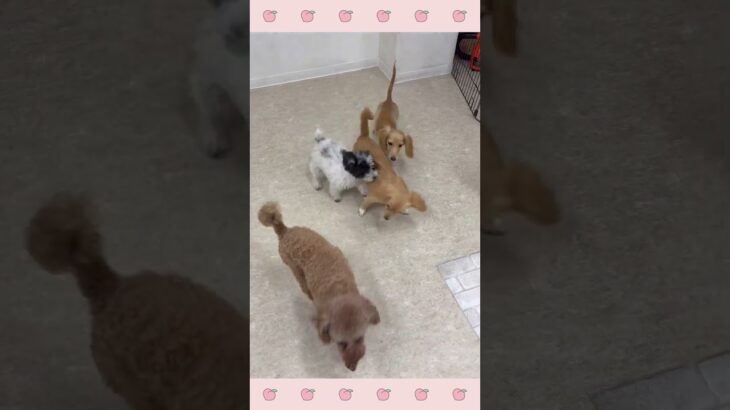 ＃犬のようちえん　＃犬のほいくえん　＃犬お泊りトレーニング　　#子犬しつけ  #しつけ教室 　#チワっくす  　＃犬のしつけ　#shorts 　#パピートレーニング