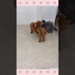 ＃犬のようちえん　＃犬のほいくえん　＃犬お泊りトレーニング　　#子犬しつけ  #しつけ教室 　#トイプードル  　＃犬のしつけ　#shorts 　#パピートレーニング